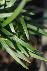 Fototapeta premium Dwarf Mondo Grass