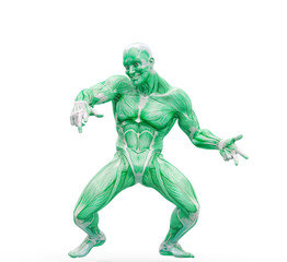 muscleman anatomy heroic body dancing in white background frontal