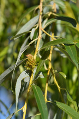 Golden Weeping Willow