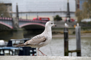 seagull on a post. silver gull on the background of the bridge and the river in the city. european herring gull