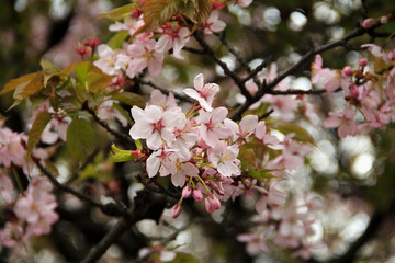 springtime. pink cherry blossom in the spring. flowers against to the blue sky. copy space
