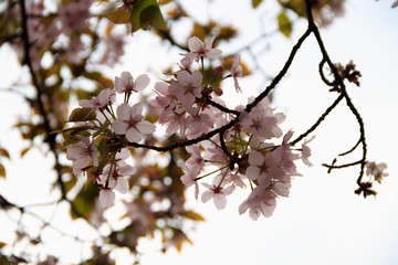 pink cherry blossom in the spring. flowers against to the blue sky. copy space