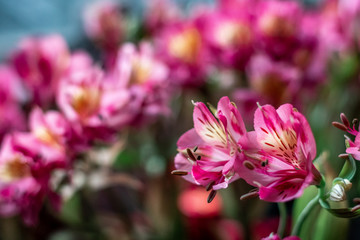 Fototapeta premium Flores para mamá