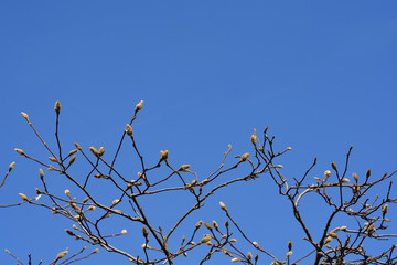 Magnolia tree