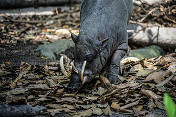 野生のバビルサのイメージ