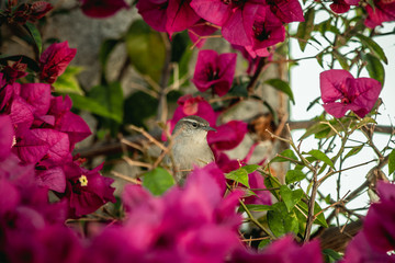 Vecino guardián  © Gabriel