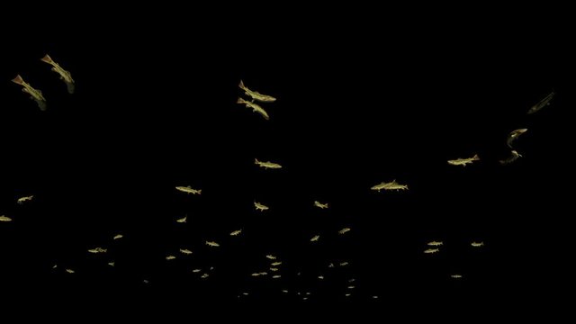 Trout school of fish, Alpha channel