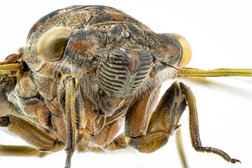 Front view on a dog-day cicada from an insect collection