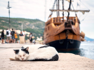 The cat sleeps on the promenade against the background of an old sailboat © Krafla
