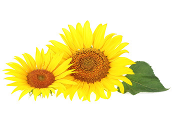 Sunflowers with leaves isolated on a white background