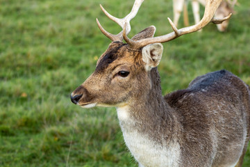 animaux cerf biche faon daim