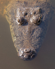 head of crocodile