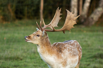 animaux cerf biche faon daim