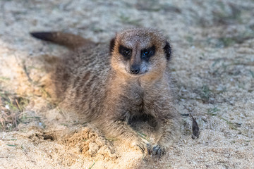 Fototapeta premium Meerkat, suricate, funny animal lying in a hole in the sand