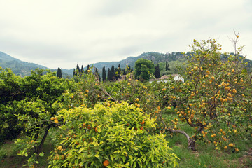 Citrus garden in Soller in Majorca island Green trees Selective focus
