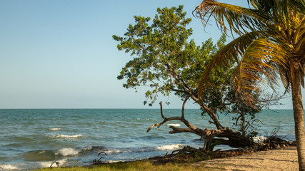 palm tree on the beach