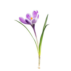 crocus flower isolated on white background