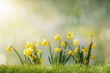 Narcissus flower in spring grass on green defocused background