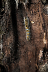 bark of a tree