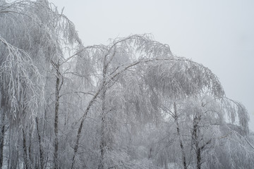 plants in the winter season