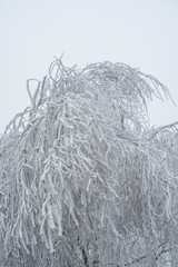 plants in the winter season