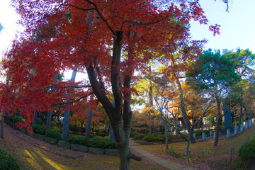 豪徳寺の紅葉のイメージ