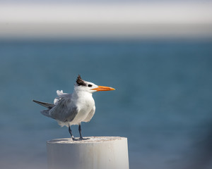 seagull on the beach