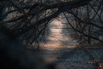 Winter morning in the countryside