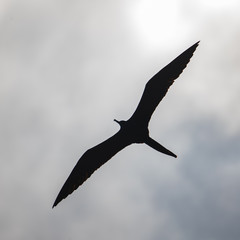 seagull flying in the sky
