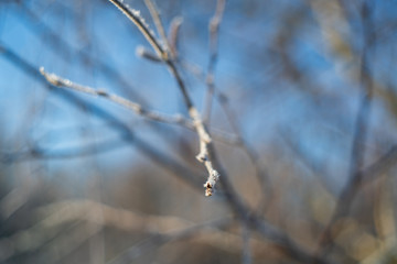 plants in the winter season