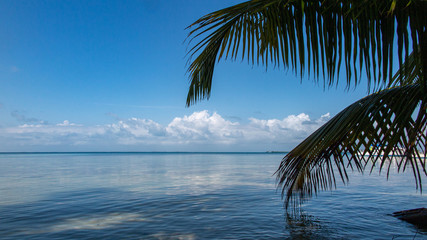 palm trees on the beach