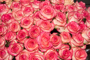 A bouquet of many roses close-up.