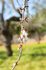 Beautiful flowers of five petals in white or pink tones, from which the fruits and their seeds will later emerge. They are the almonds of Mallorca.
