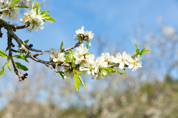 Beautiful flowers of five petals in white or pink tones, from which the fruits and their seeds will later emerge. They are the almonds of Mallorca.