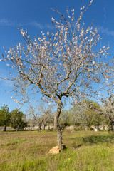 Tree with beautiful five-petalled flowers in white or pink tones, from which fruits and their seeds will emerge. They are the almonds of mallorca.