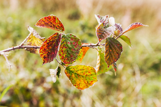 Leaf rust Phragmidium tuberculatum on rose leaves UK