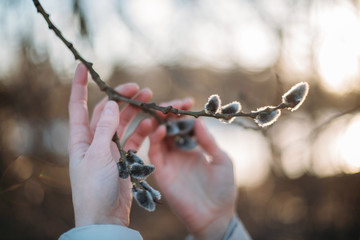 A branch of willow with full buds in female hands. Close-up