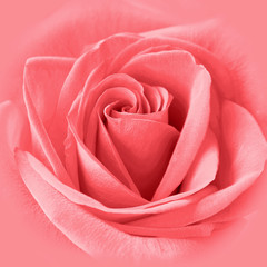 Stunning closeup of lovely pink rose