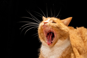 Domestic ginger cat with a roar yawn
