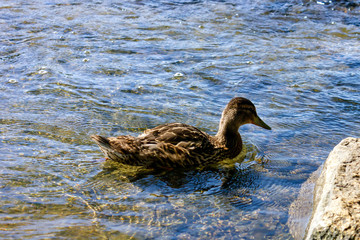 one duck in a clean water in Canada Ottawa river in summer