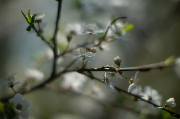  flowering cherry branch  with beautiful bokeh