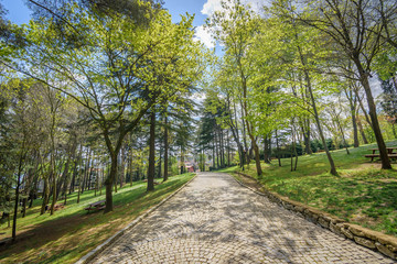 Interlock path between trees inside the Park