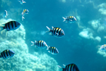 Naklejka na ściany i meble Sergeant-major fish school with water surface in background, underwater Caribbean sea