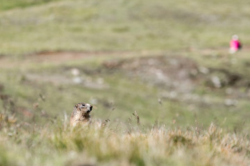 Wild Marmot in Zermatt Switzerland 2