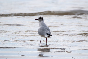 Saint Jean de Monts, Black-headed gull 