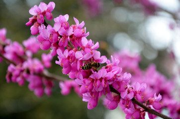 branch of blooming Forsythia shrub with pink flowers and  bee 