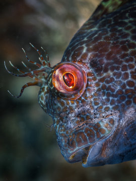Fish portrait of mediterranean Ringneck blenny (Parablennius pilicornis)