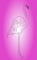 Sketch, contour image of a flamingo waterfowl on a pink background. Suitable for emblem, symbol, pattern on t-shirt and fabric, stickers, coloring, notebook