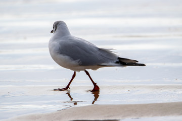Saint Jean de Monts, Black-headed gull 