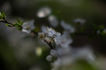  flowering cherry branch in spring on a very blurry  background with beautiful bokeh